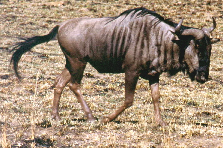 Photo of wildebeast in South Africa