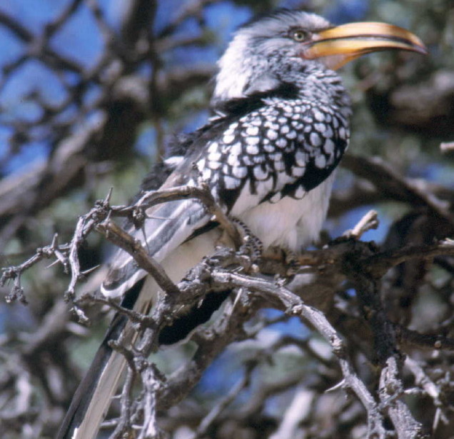 Photo of hornbill in South Africa